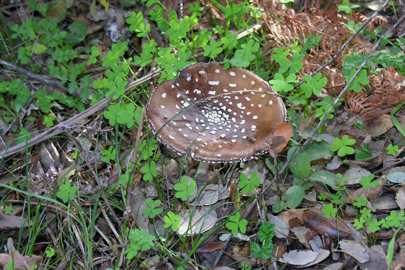Amanita pantherina